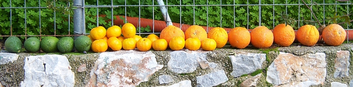 100_2070 small FRUIT BY THE GATE 2.jpg - 145095 Bytes